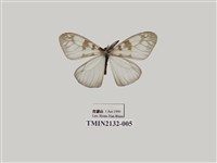 藏品(三斑薄翅斑蛾)的圖片